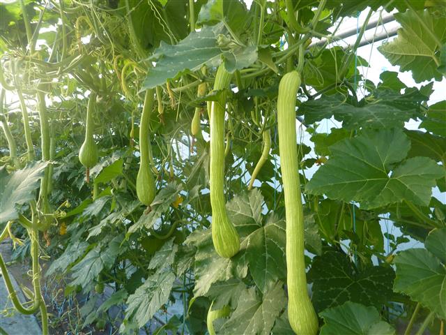 Tromboncino d'Albenga courgette  10 seeds